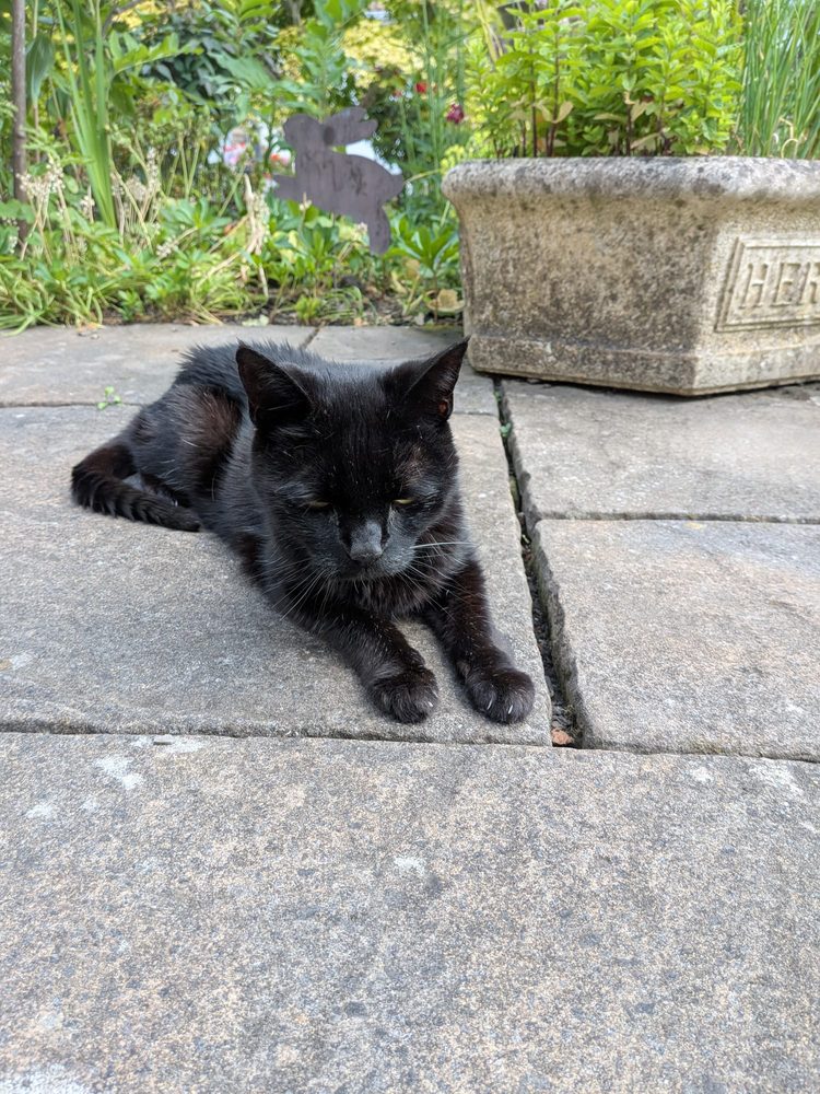 Boots, the couple's black cat, lounging on the patio